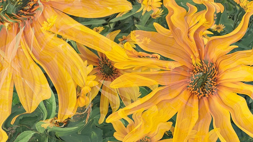 Yellows in flow